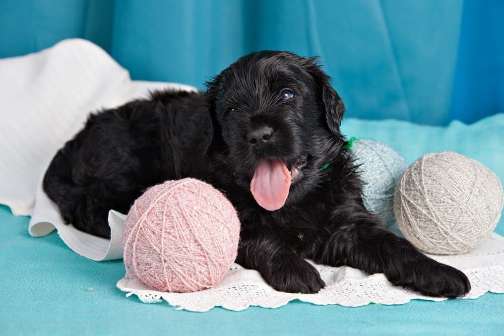 what breeds make up a black russian terrier