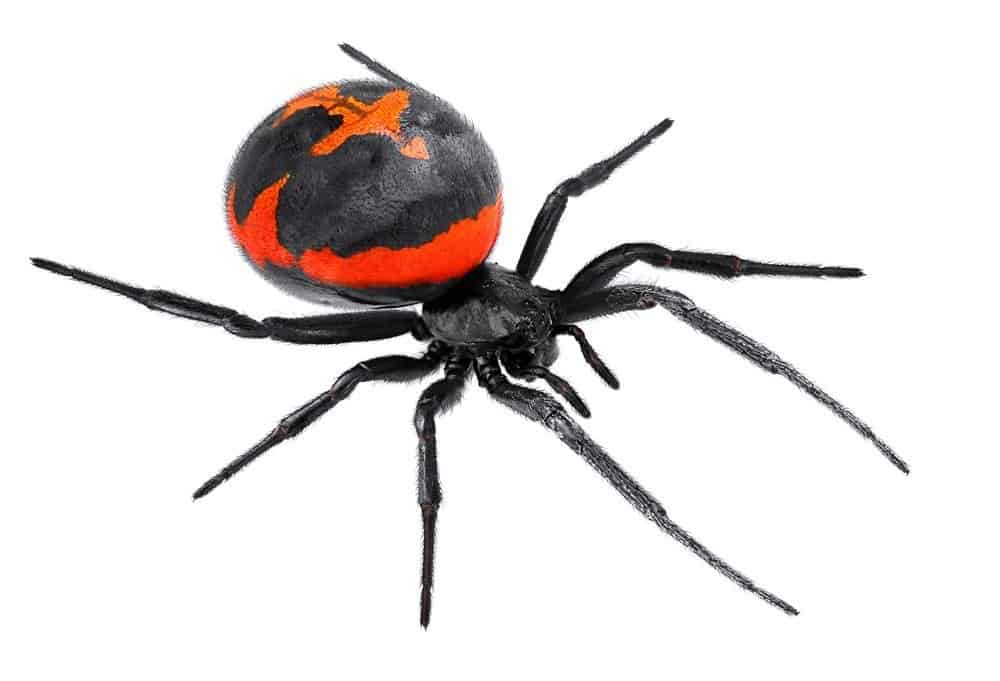 Black widow spider on white background