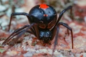 Discover 5 Black Spiders In Washington Picture