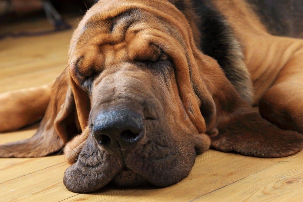 Sleepy bloodhound