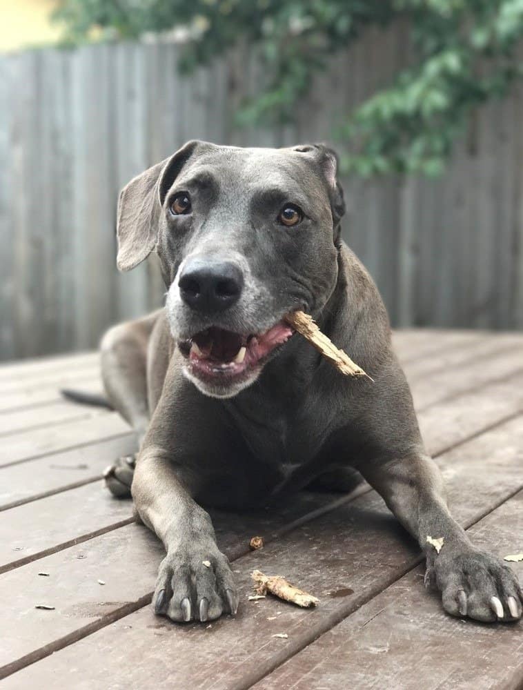 Blue Lacy dog chewing on a stick