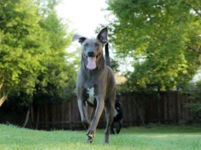 Blue Lacy Dog Picture