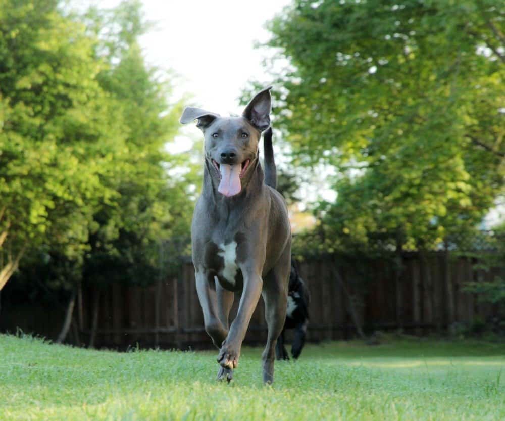 Blue Lacy dog running