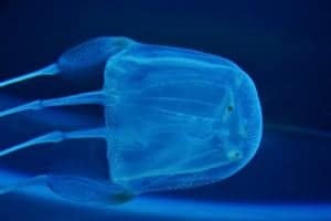 The Deadliest Jellyfish in the World Picture