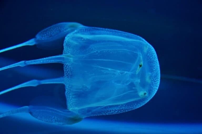 10 Most Venomous Animals -Box jelly fish photographed in aquarium