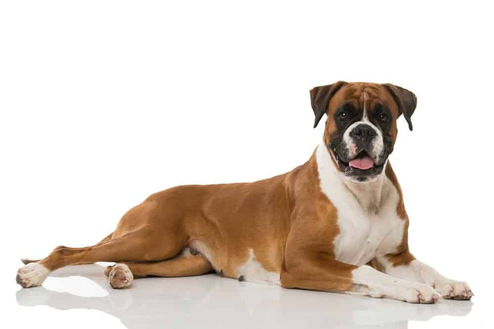 Boxer Dog on isolated background