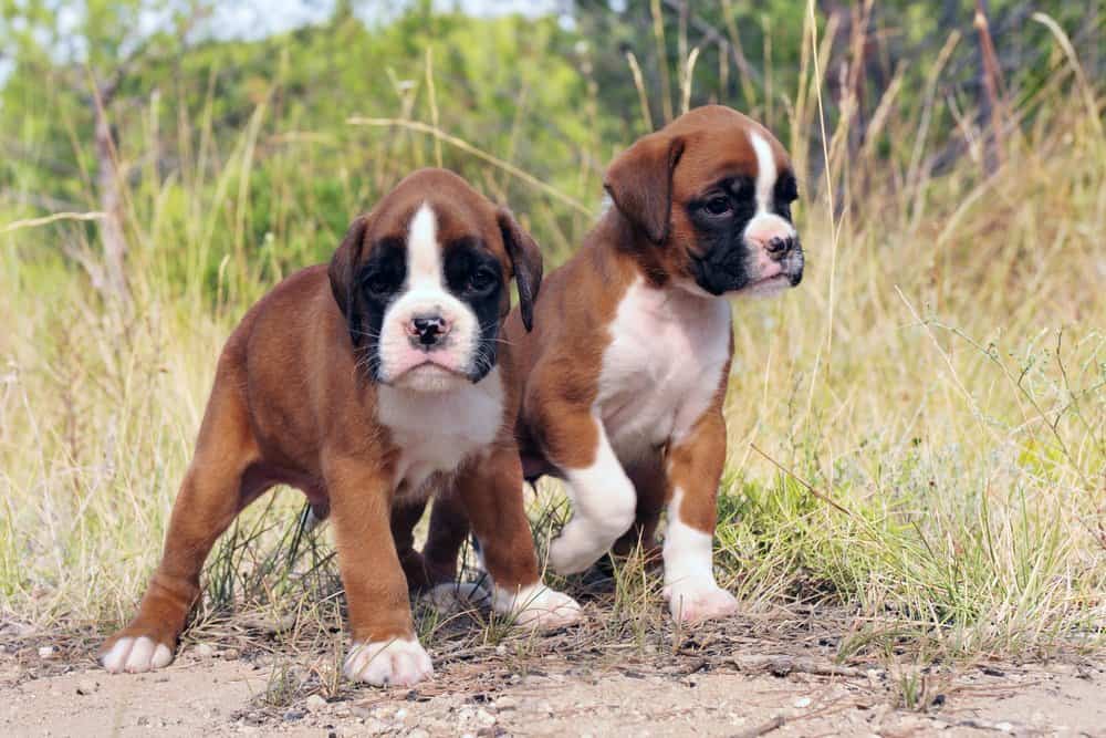 Boxer Dog puppies