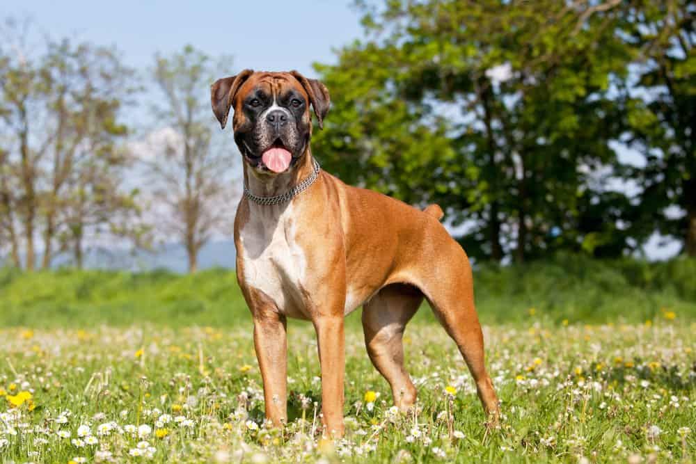 Boxer Dog in grass