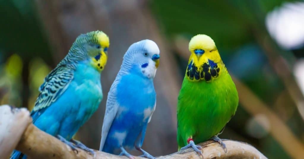 Three cute colorful Budgerigars birds sitting on a branch