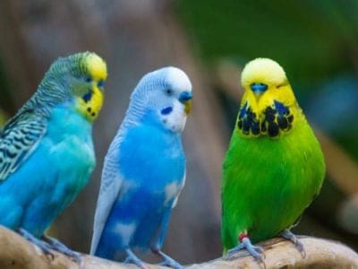 Budgerigar Bird Facts | Melopsittacus undulatus | AZ Animals