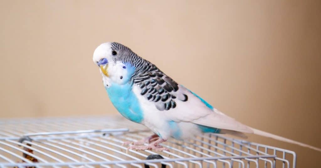 Blue and white Budgerigar sitting on a cage