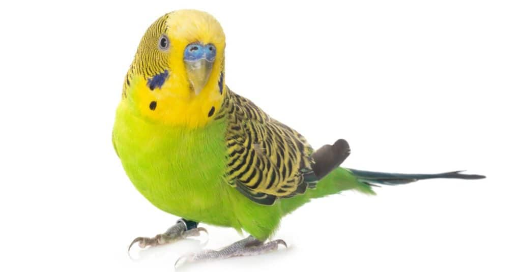 Budgerigar sitting on white background