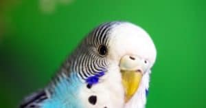 Budgerigar or common parakeet