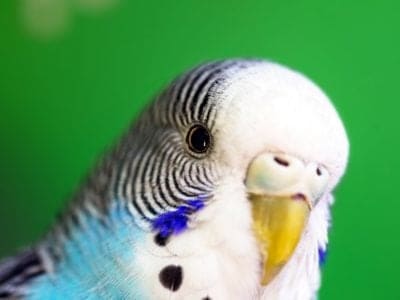 A Budgerigar