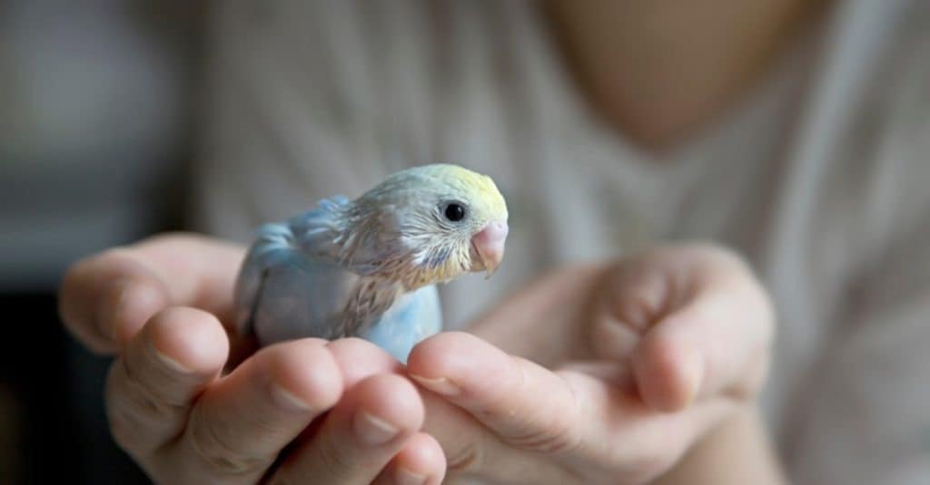 Budgerigar chick