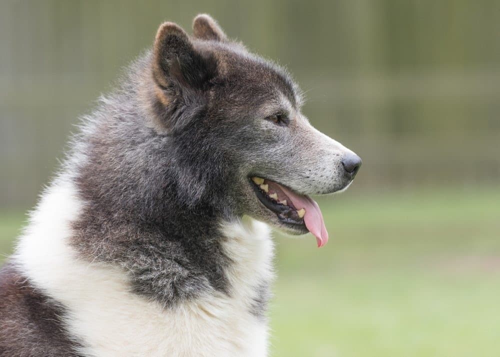 The fabulous Canadian Eskimo Dog