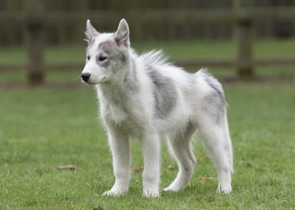 The fabulous Canadian Eskimo Dog