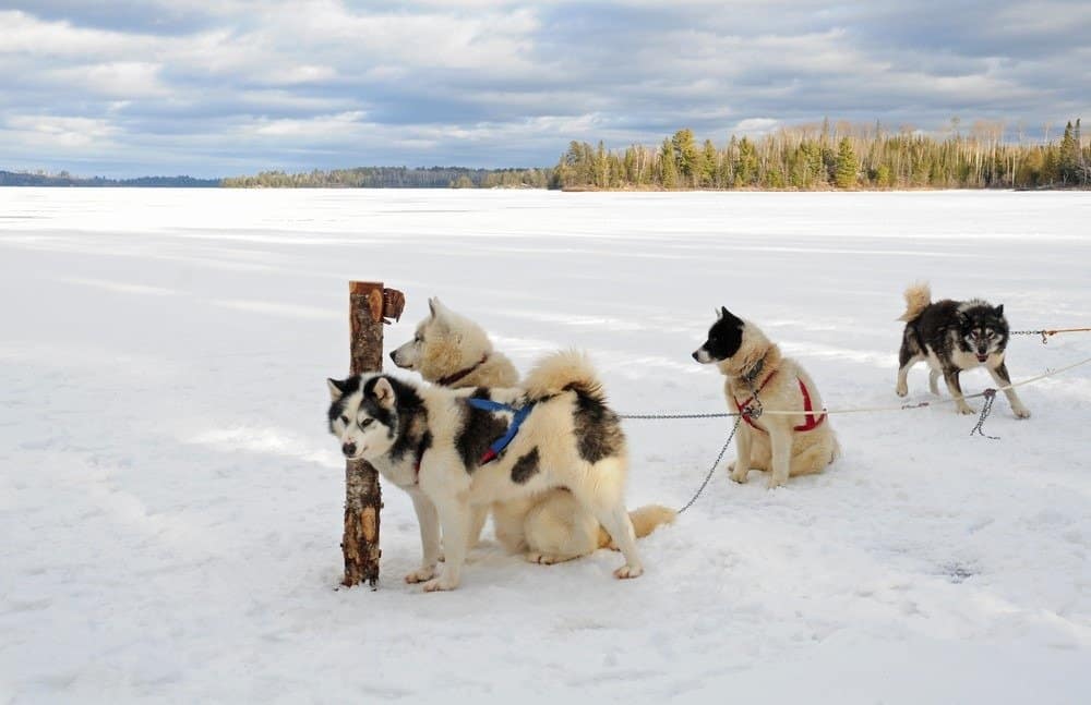 Team of Canadian Eskimo sled dogs in harnesses, waiting for action