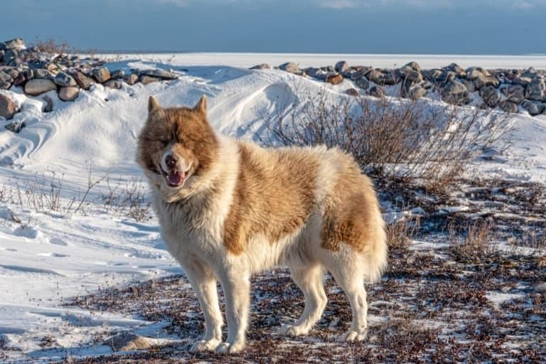 A rare Canadian Eskimo dog seen on the shores of icy Hudson Bay in northern Manitoba, Canada.