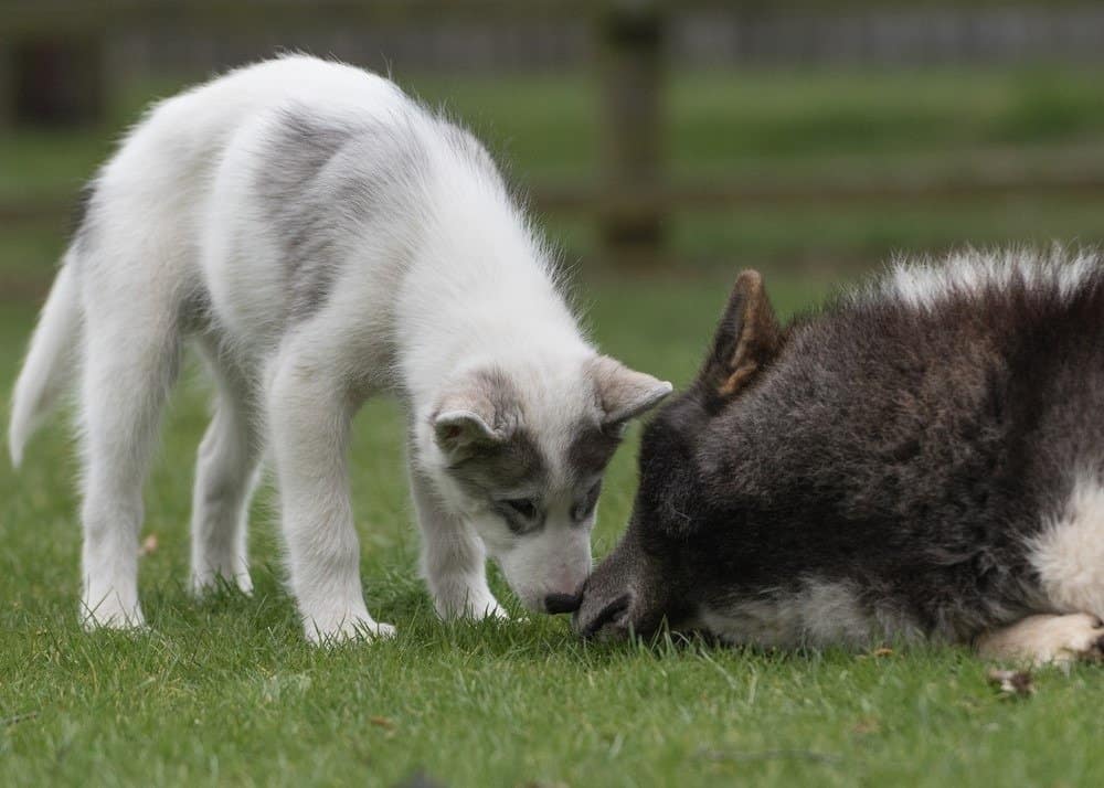 The fabulous Canadian Eskimo Dog puppy