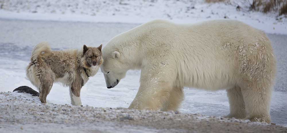 why do some dogs look like bears