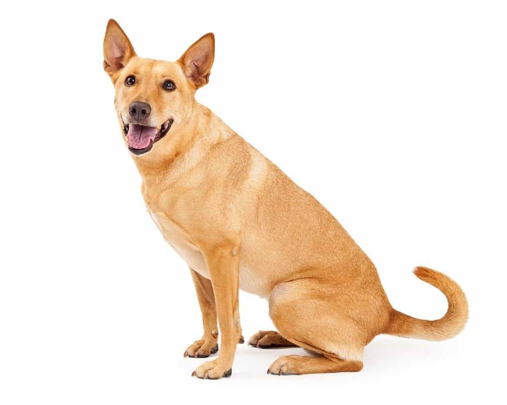 Carolina Dog Animal Facts Canis Lupus A Z Animals