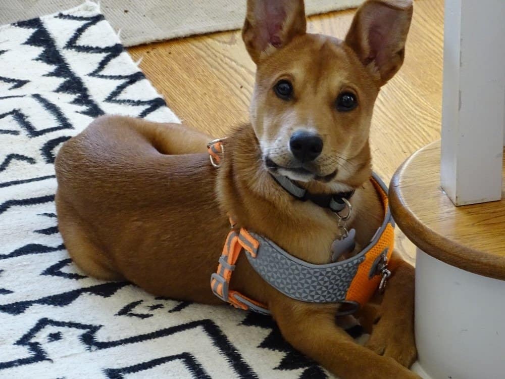 Carolina dog puppy