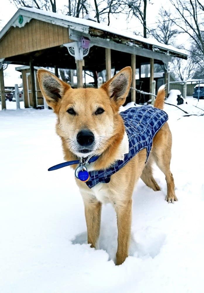 Carolina dog in snow
