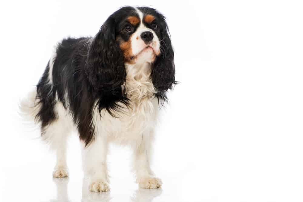 Cavalier King Charles Spaniel (Canis familiaris) - standing against white background