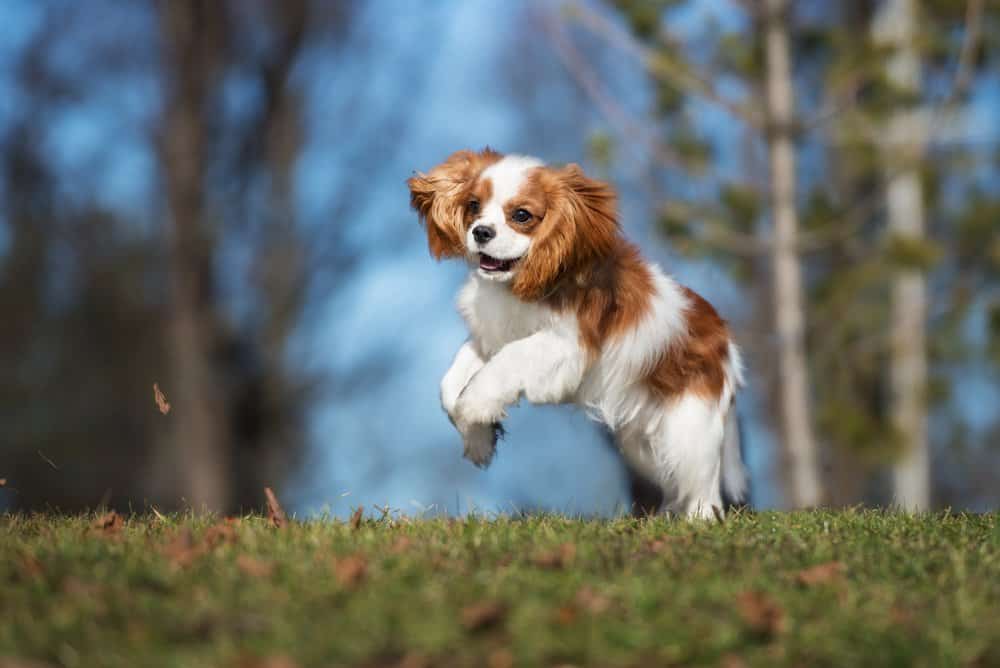 Cavalier King Charles Spaniel (Canis familiaris) - puppy jumping