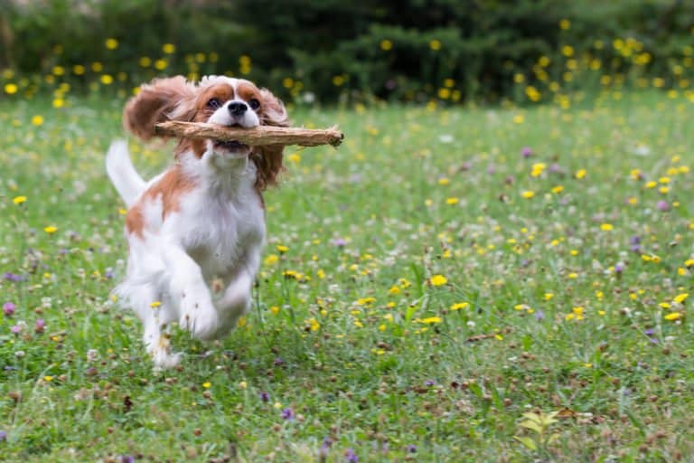 Cavalier King Charles Spaniel (Canis familiaris) - running with stick in mouth