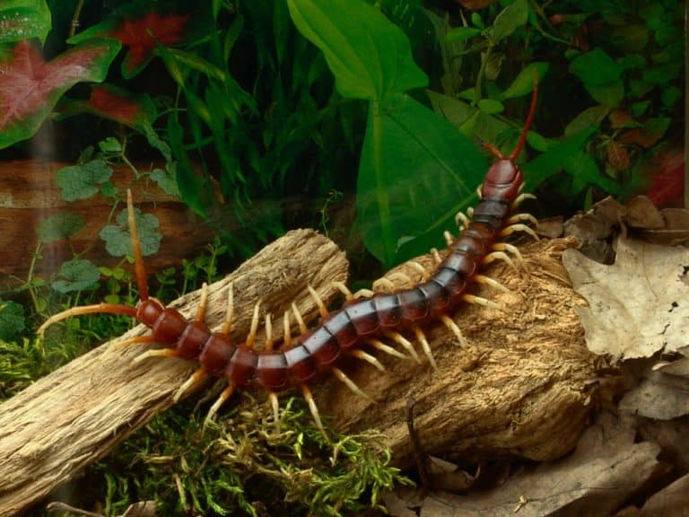 Centipede (Chilopoda) on branch