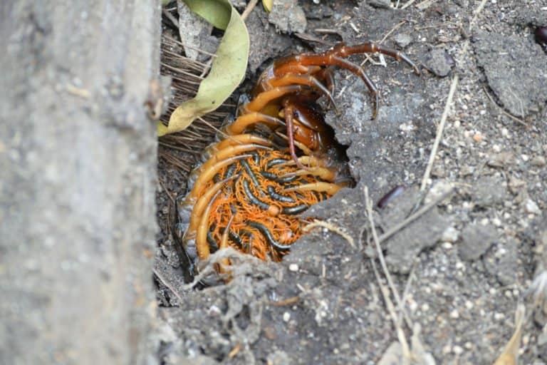 Centipede (Chilopoda) - babies in hole
