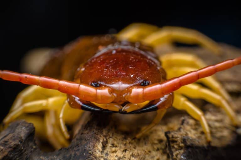 Centipede (Chilopoda) - up close face