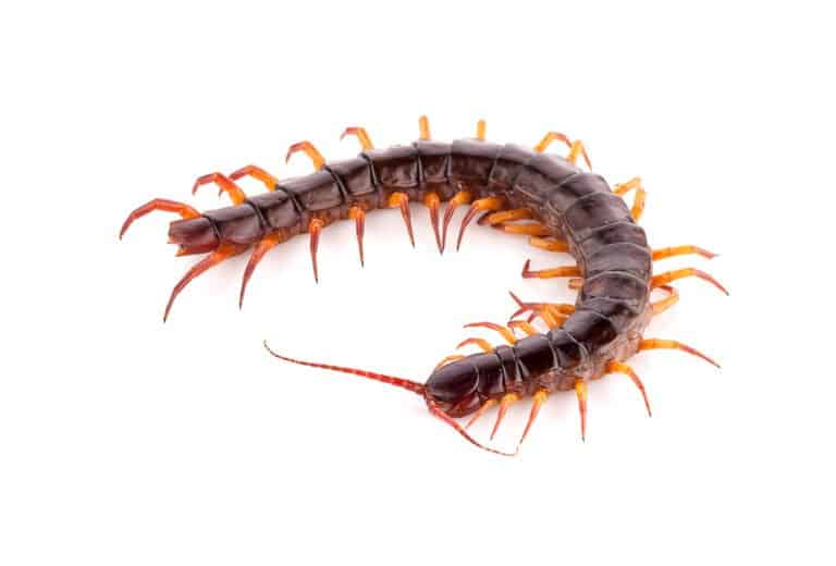 Centipede (Chilopoda) isolated