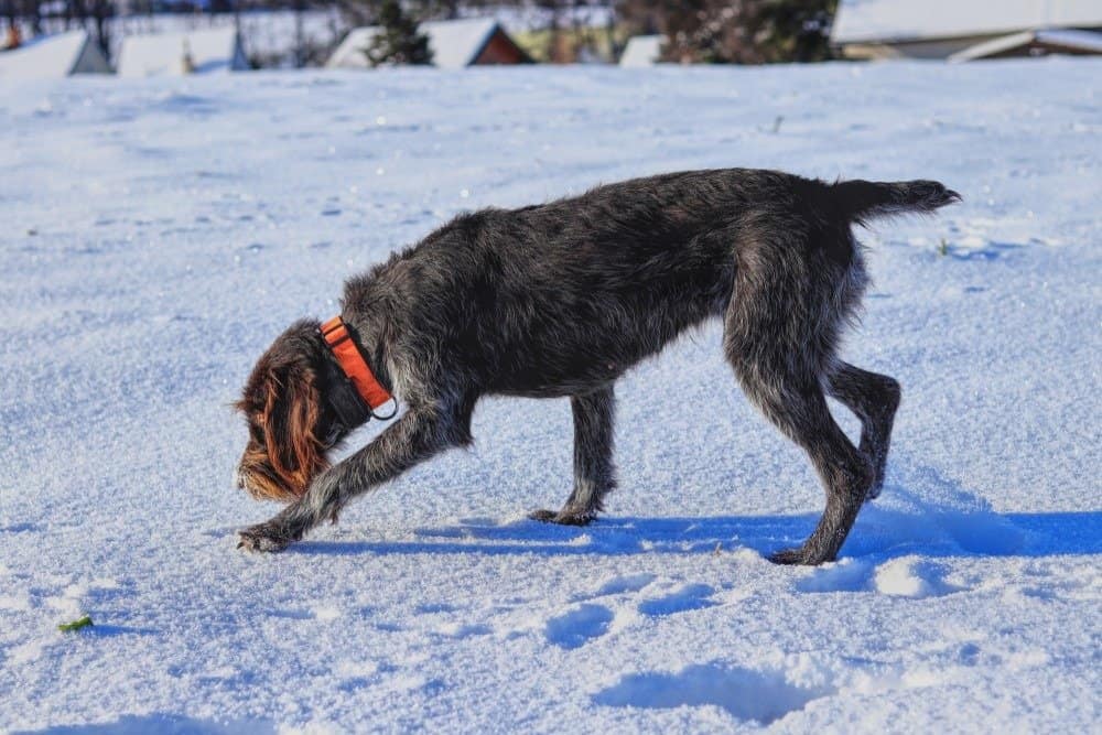 Cesky Fousek looking for tracks in the snow