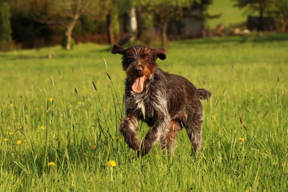 Cesky Fousek, hunting dog need plenty of daily exercise to keep him sharp and fit.