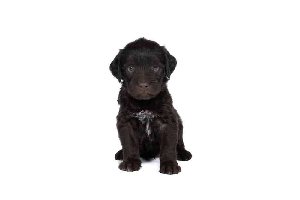 Cesky Fousek puppy on white background