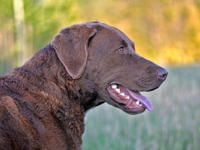 Chesapeake Bay Retriever Dog Breed Complete Guide | AZ Animals