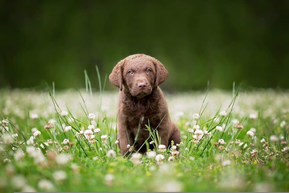Chesapeake Bay retriever puppy in the grass