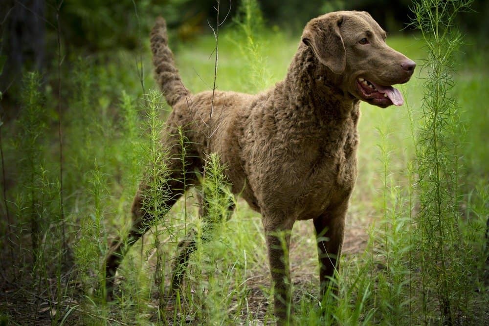 Chesapeake Bay retriever in the grass