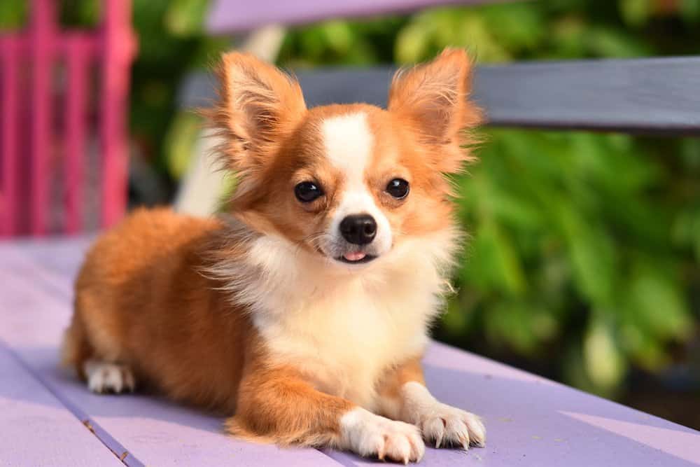 Chihuahua (Canis familiaris) - fluffy chihuahua