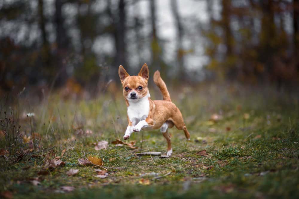 Chihuahua (Canis familiaris) - Chihuahua running in the forest