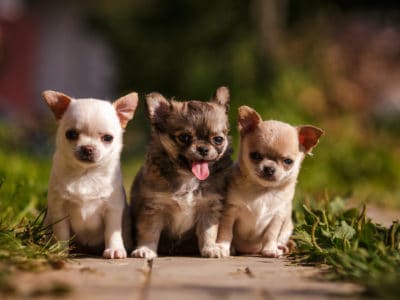 A Chihuahua Pregnancy: Gestation Period, Weekly Milestones, and Care Guide