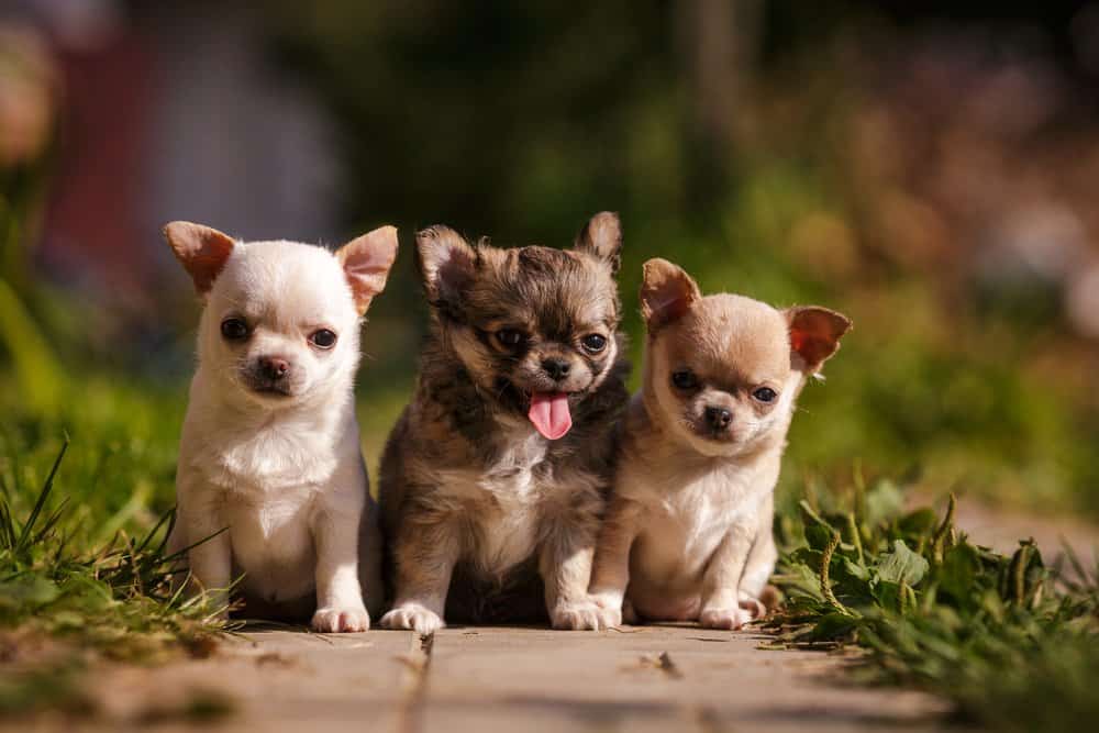 Chihuahua (Canis familiaris) - chihuahua puppies
