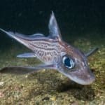 Chimaeras