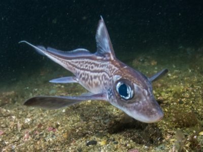 A Chimaera