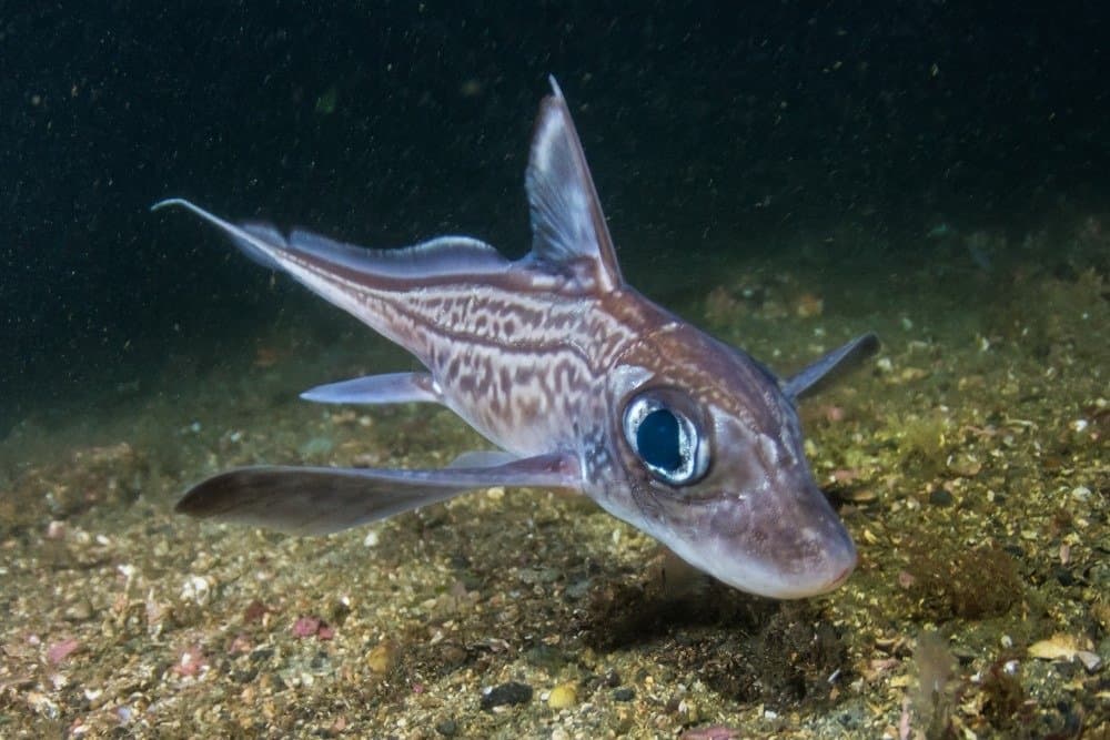 Rabbit fish (Chimaera monstrosa) in Trondheimfjord