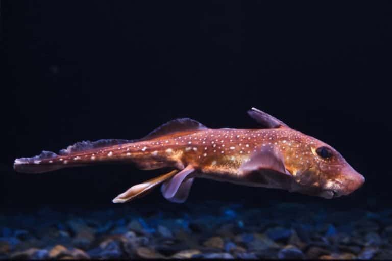 Chimaera - Spotted ratfish