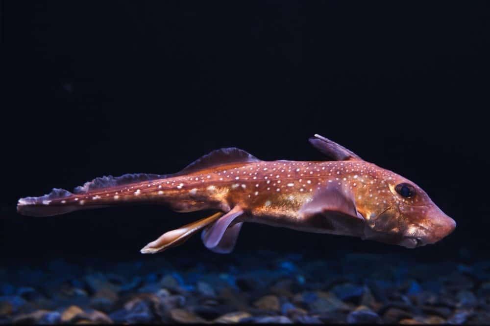 Chimaera Pup Fish